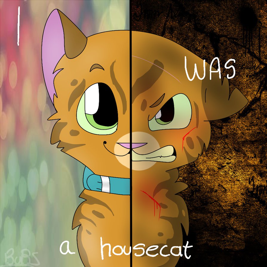 AI Art Generator Semirealistic cat semianime fanart style warrior cat  style warrior cats fan art closer view of the head starlight background  insanely detailed warm sunny lighting natural lighting beautiful cool  moody