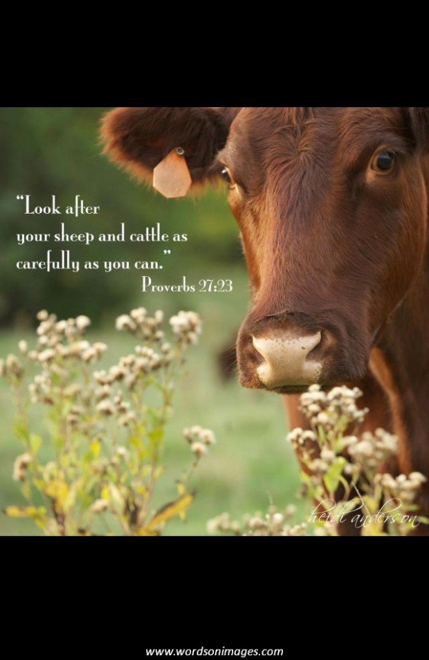 Cattle Quotes And Sayings. QuotesGram