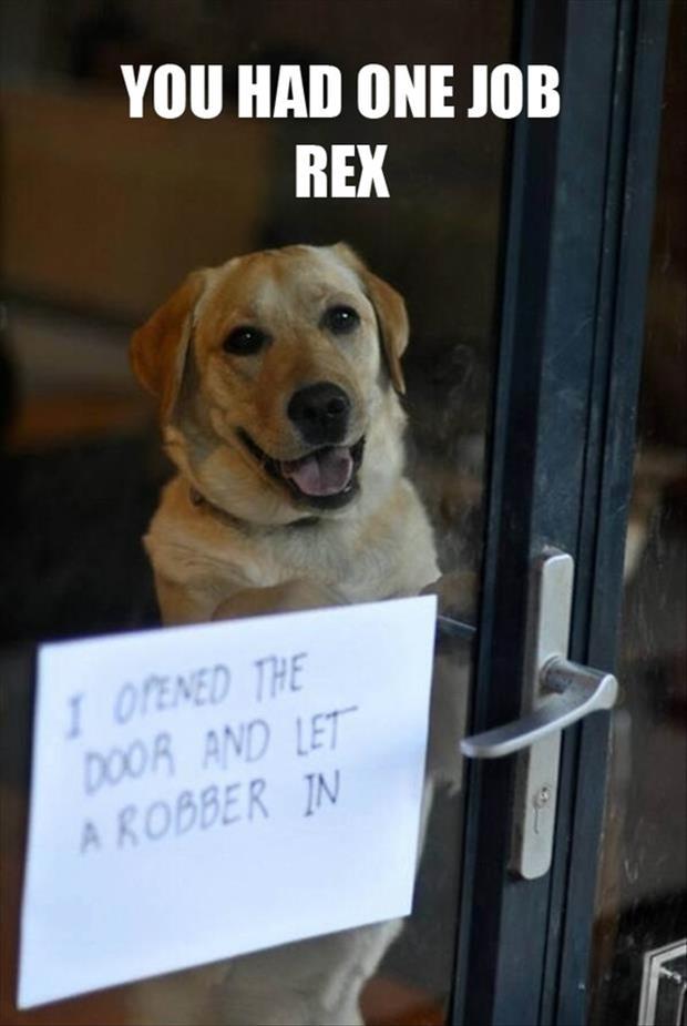 Funny Animal Pics With Quotes About Jobs Quotesgram
