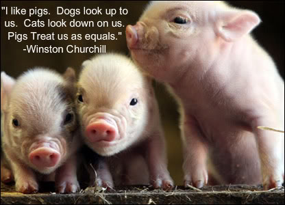 Cute Pig Quotes. QuotesGram