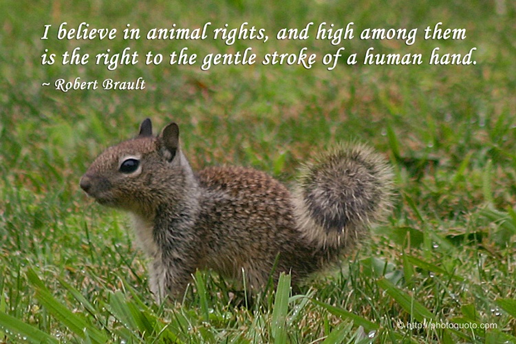 Best Animal Rights Quotes. QuotesGram