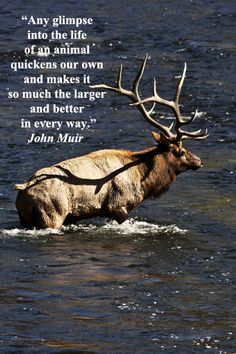 Quotes John Muir Yellowstone. QuotesGram