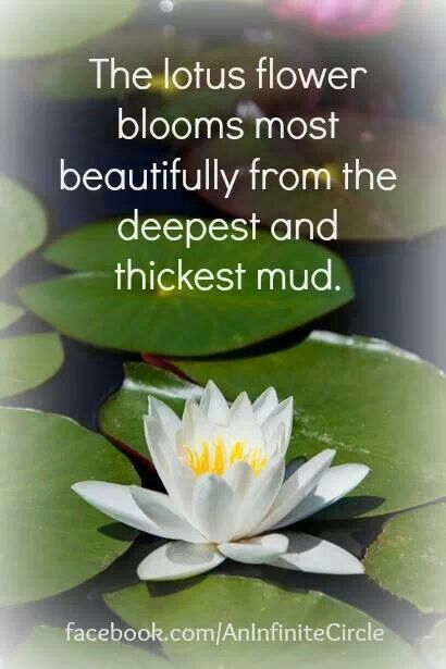 Lotus Flower Quotes. QuotesGram