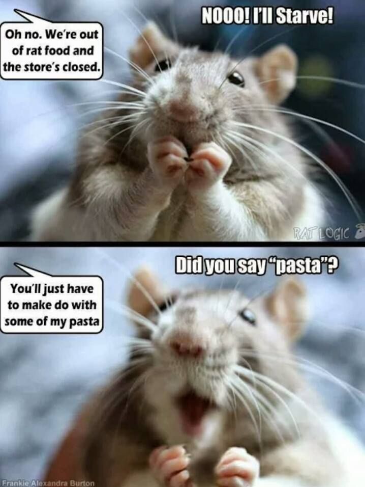 rats-love-quotes-quotesgram