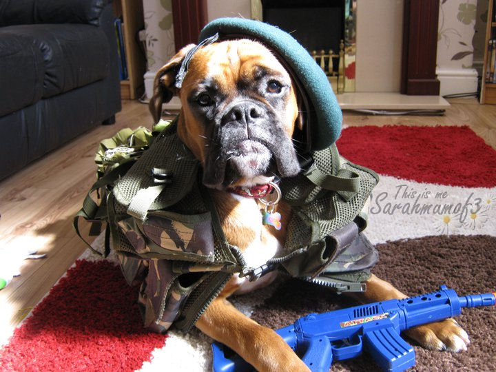 Boxer Dog Quotes And Poems. QuotesGram Boxer Dog Quotes And Poems. QuotesGram