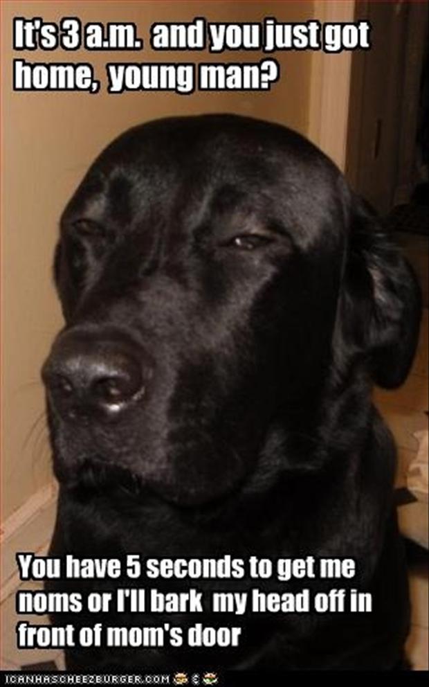 dog-humor-funny-quotes-quotesgram