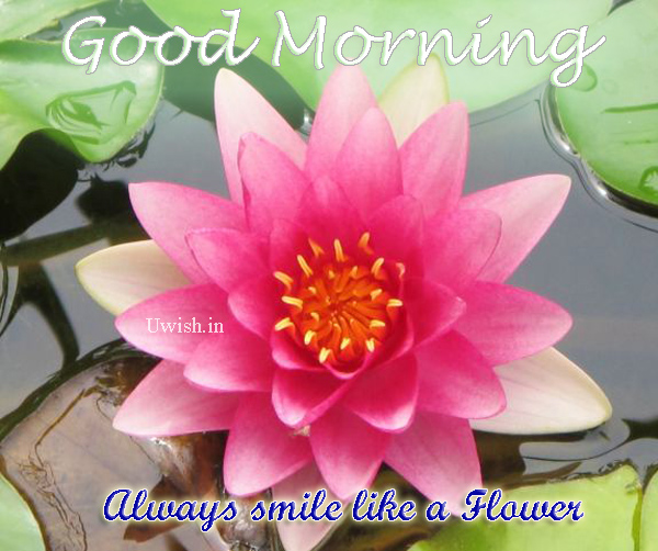 Smile Like A Flower Quotes. QuotesGram Smile Like A Flower Quotes. QuotesGram