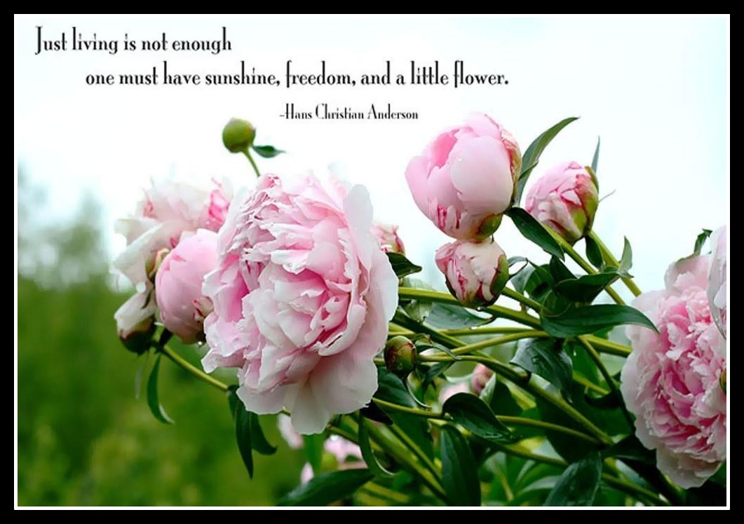 Good Flower Quotes. QuotesGram