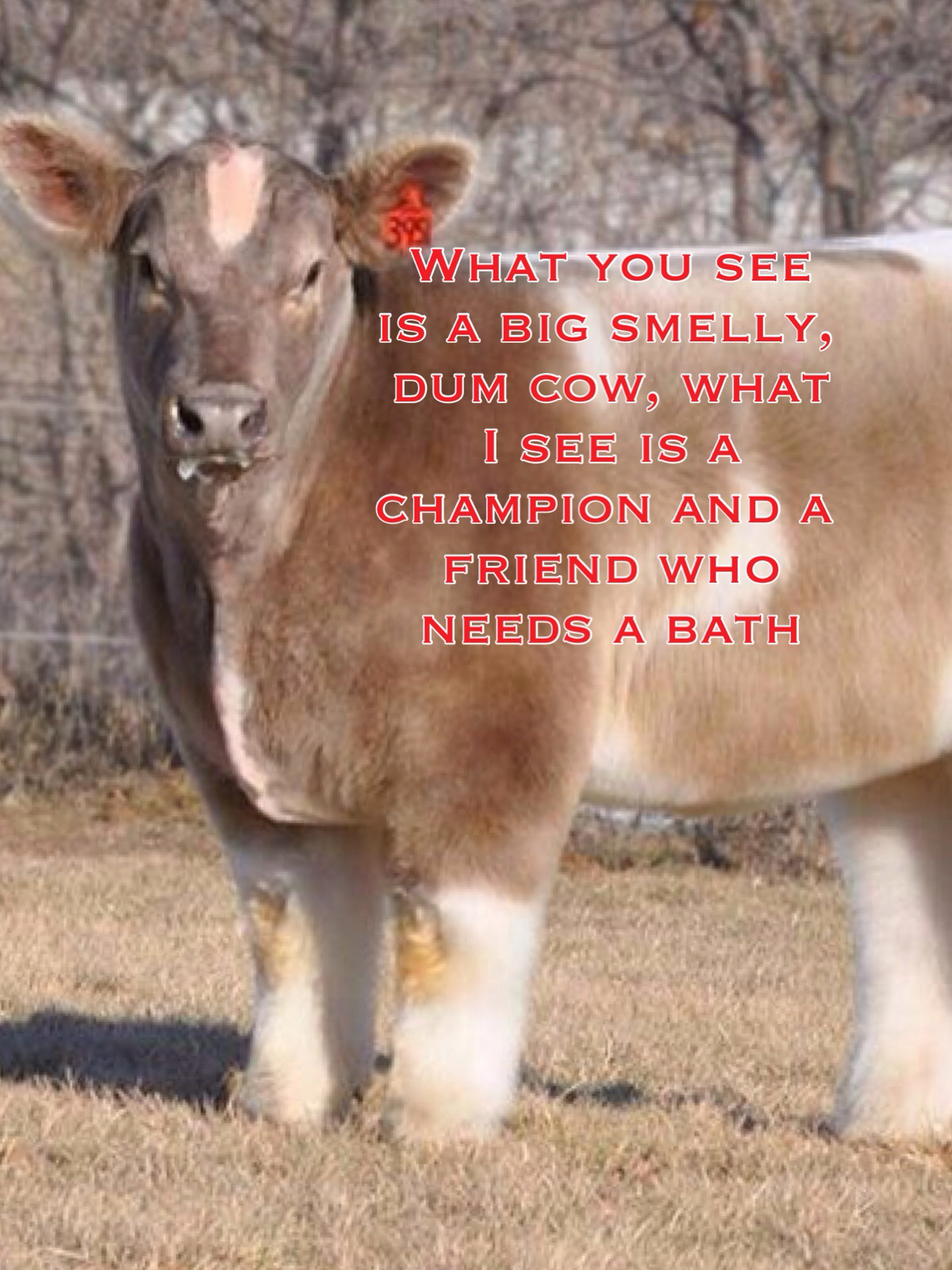 Steers Quotes. QuotesGram