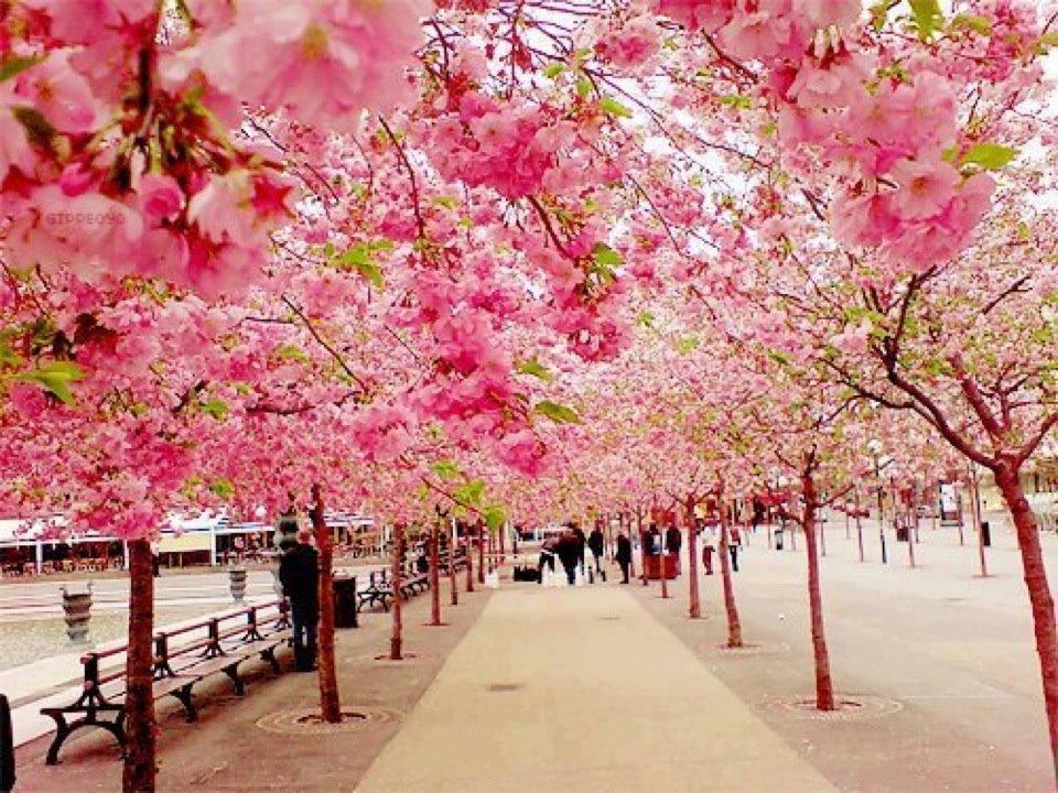 Cherry Blossom Tree Quotes. QuotesGram