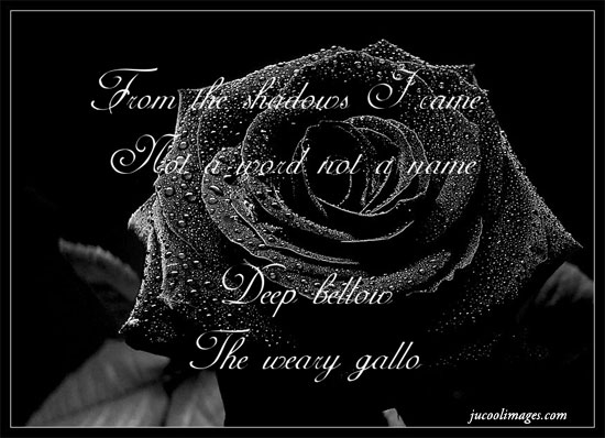 Black Rose Love Quotes. QuotesGram