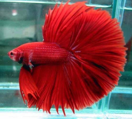 Betta Fish Quotes Quotesgram