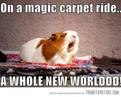Cute Hamster Quotes. QuotesGram