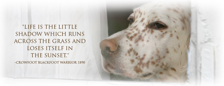 Dog In Loving Memory Quotes. QuotesGram