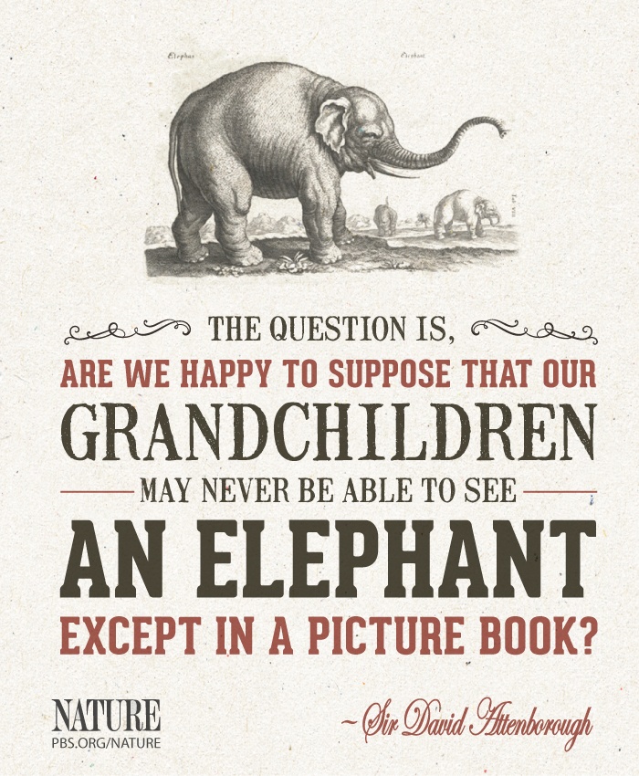 Quotes About Animal Extinction QuotesGram