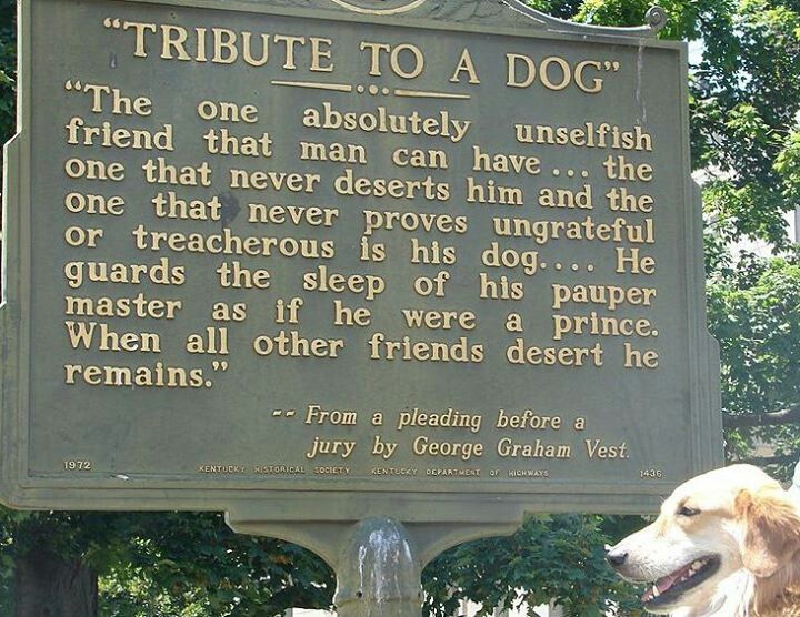 My Dog Died Quotes. QuotesGram