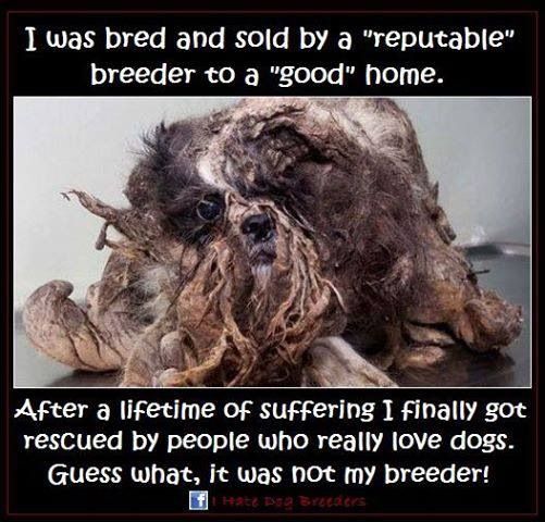 Puppy Mill Quotes. QuotesGram