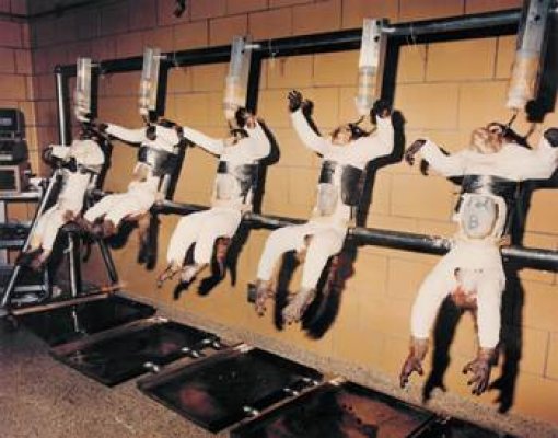 Animal Testing Quotes Cons. QuotesGram Animal Testing Quotes Cons. QuotesGram