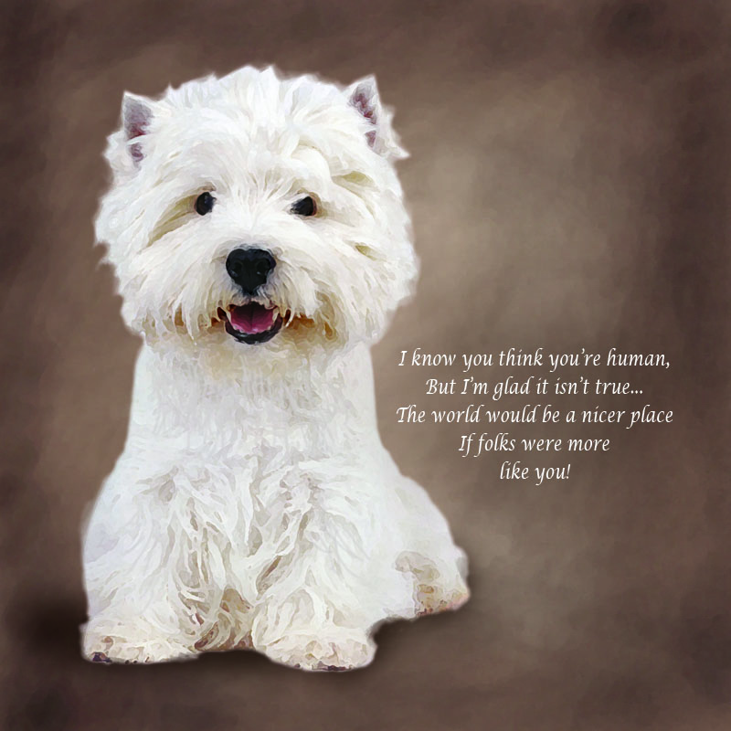 funny maltese phrases funny maltese phrases
