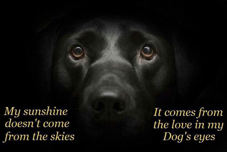eyes-dog-quotes-quotesgram