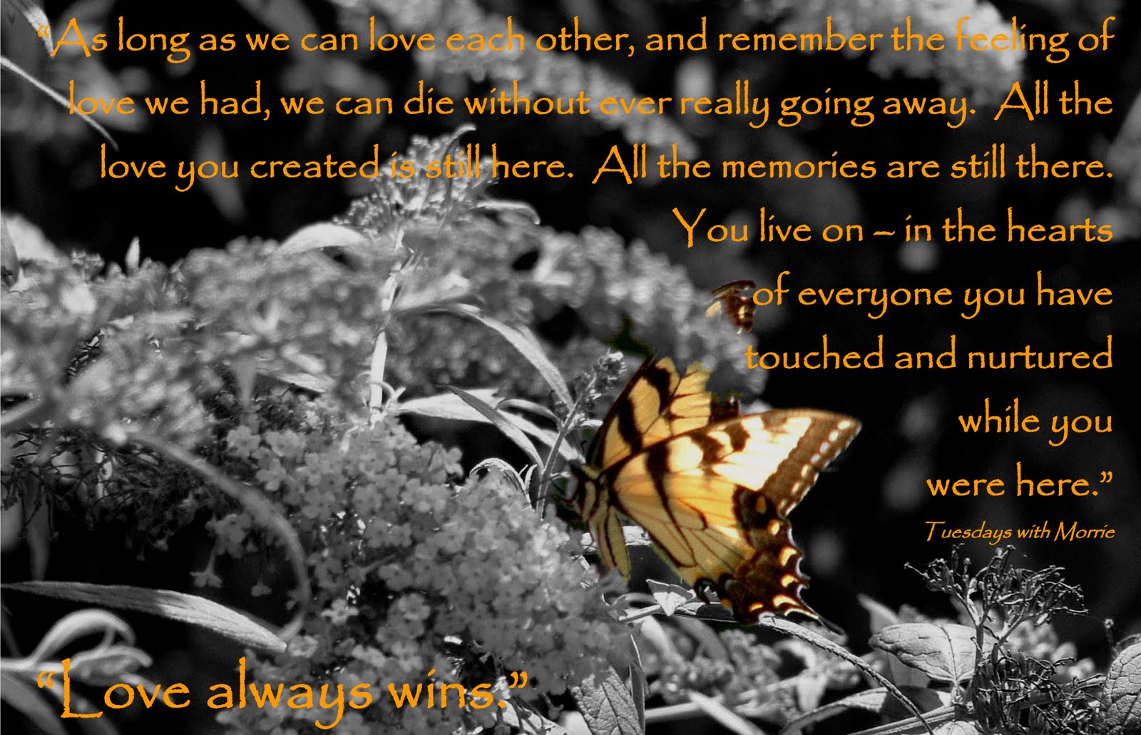 Quotes From Tuesdays With Morrie. QuotesGram