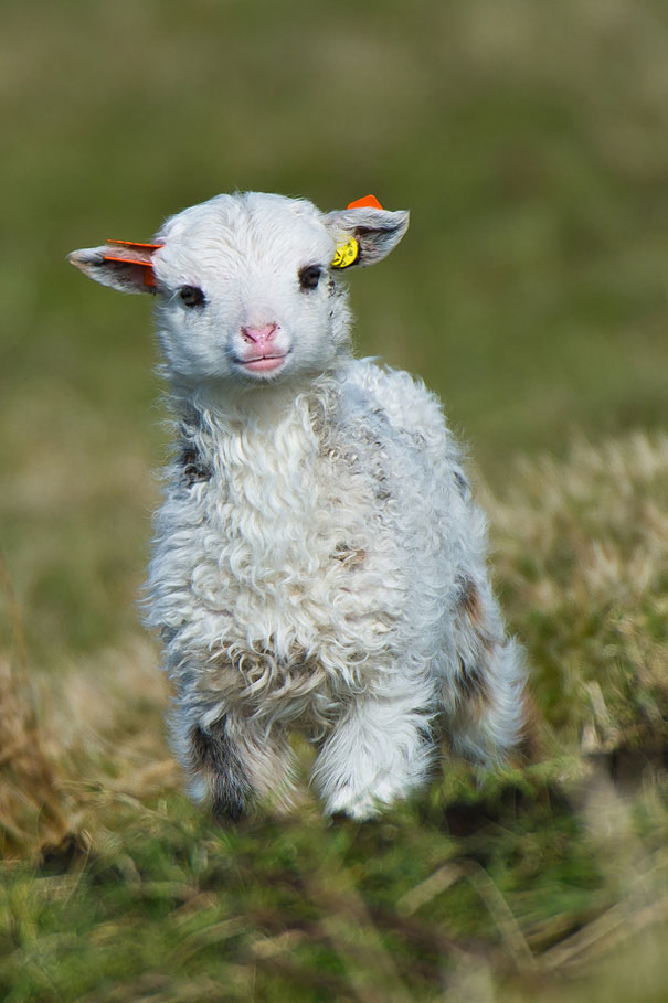 Cute Baby Animal Quotes Quotesgram Cute Baby Animal Quotes Quotesgram