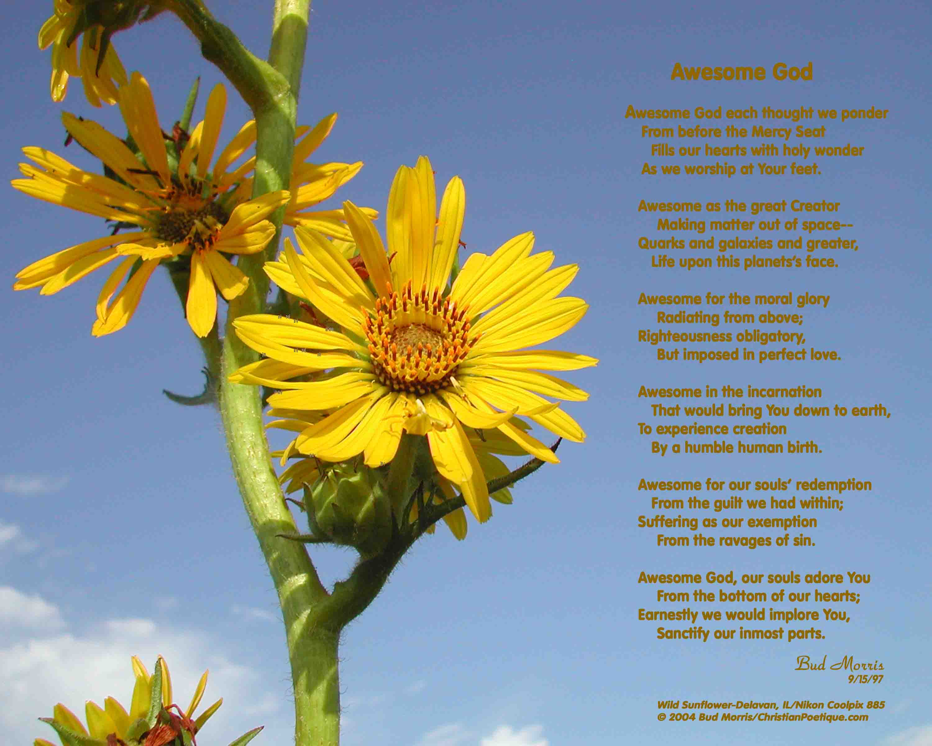 Sunflower Quotes Or Poems. QuotesGram