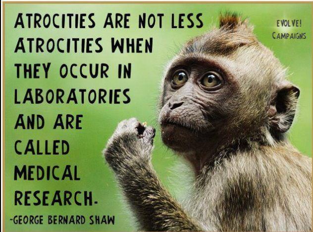 Animal Cruelty Quotes Suffering. QuotesGram