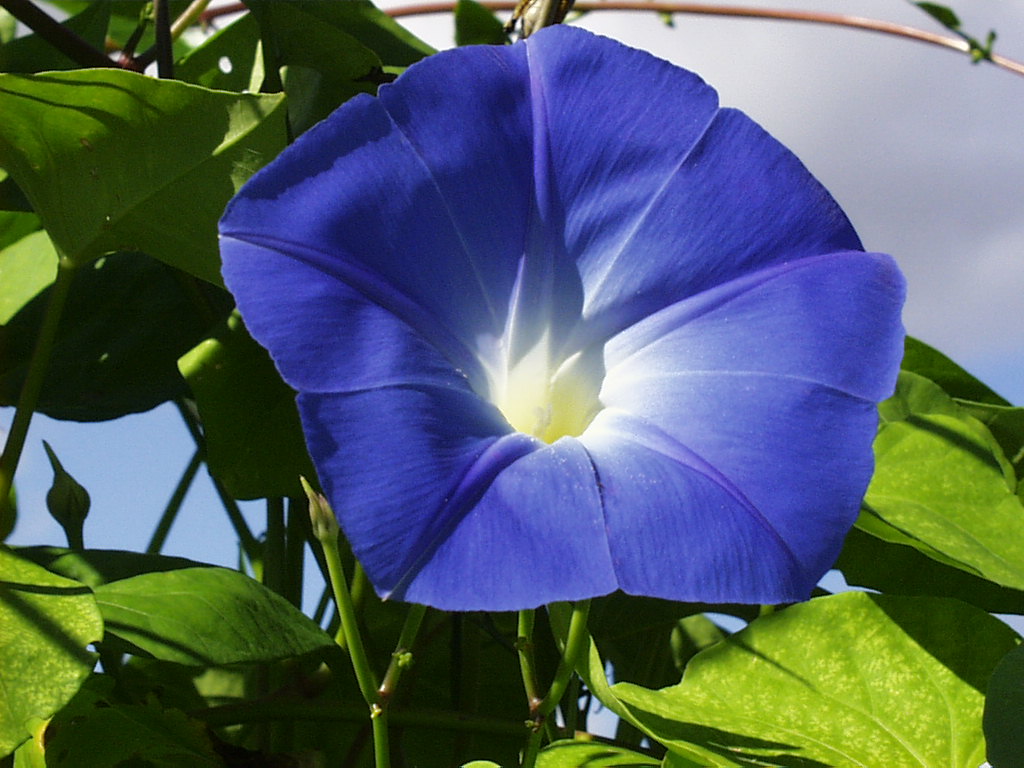 Morning Glory Flower Quotes. QuotesGram