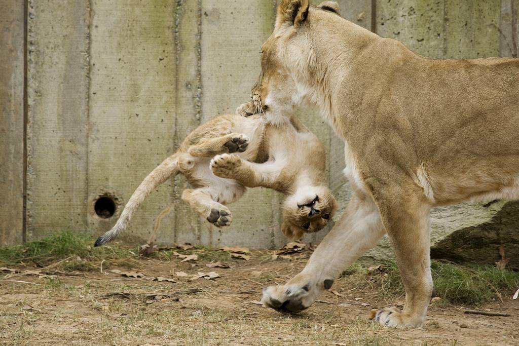 lioness protecting lion lioness protecting lion