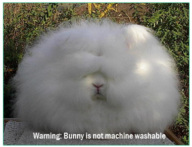 Funny Bunny Quotes. QuotesGram