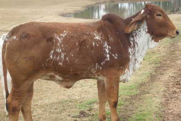 Brahman Cattle Rancher Quotes Quotesgram