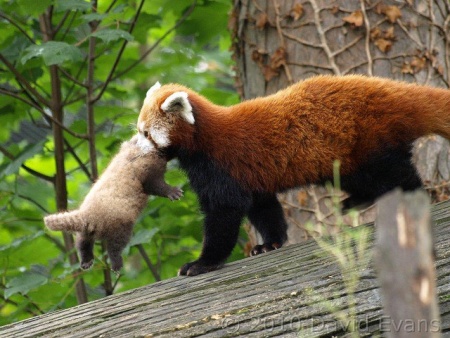 Pandas Predators Quotes Quotesgram Pandas Predators Quotes Quotesgram