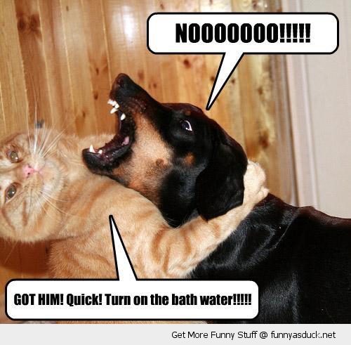 Bath Funny Dog Quotes. QuotesGram Bath Funny Dog Quotes. QuotesGram