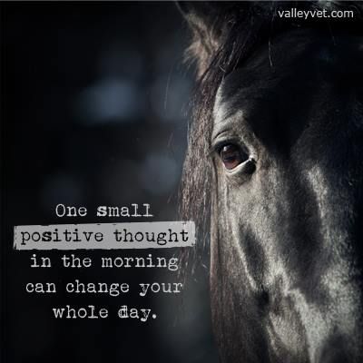 Horse Quotes Motivational Inspirational. QuotesGram
