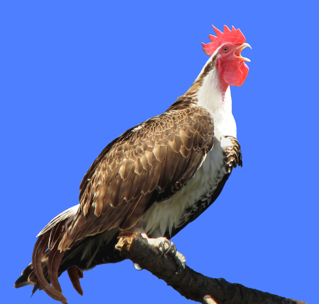 Ip Chicken Hawk