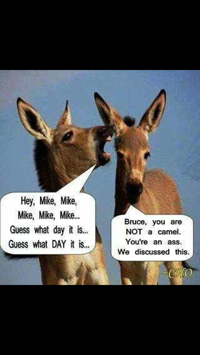 Cute Donkey Quotes. QuotesGram