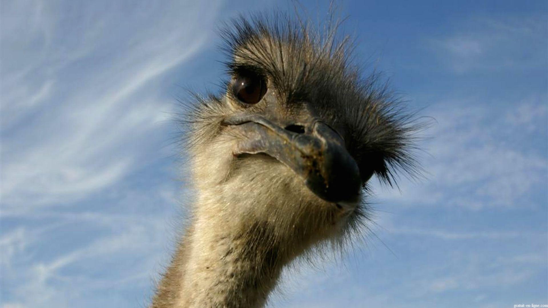 Ostrich Funny Image Quotes. QuotesGram