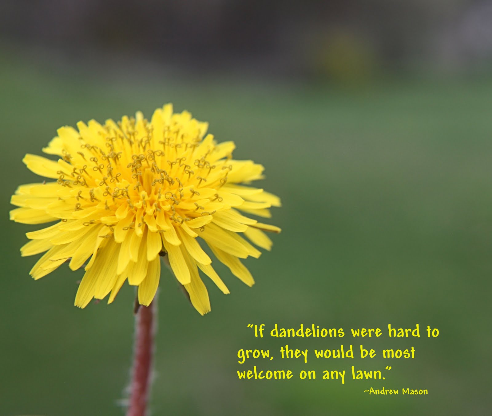 Blowing Dandelion Quotes QuotesGram