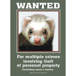 Funny Ferret Quotes. QuotesGram