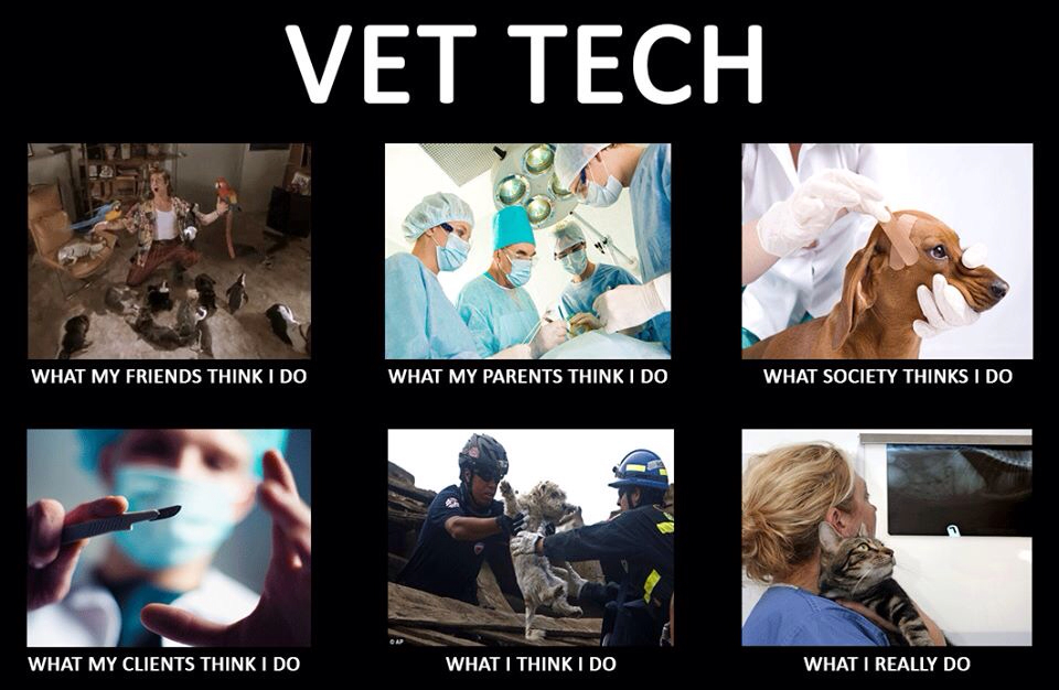 Funny Vet Tech Quotes QuotesGram