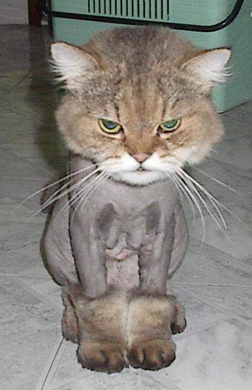 Animal Groomer Quotes Quotesgram