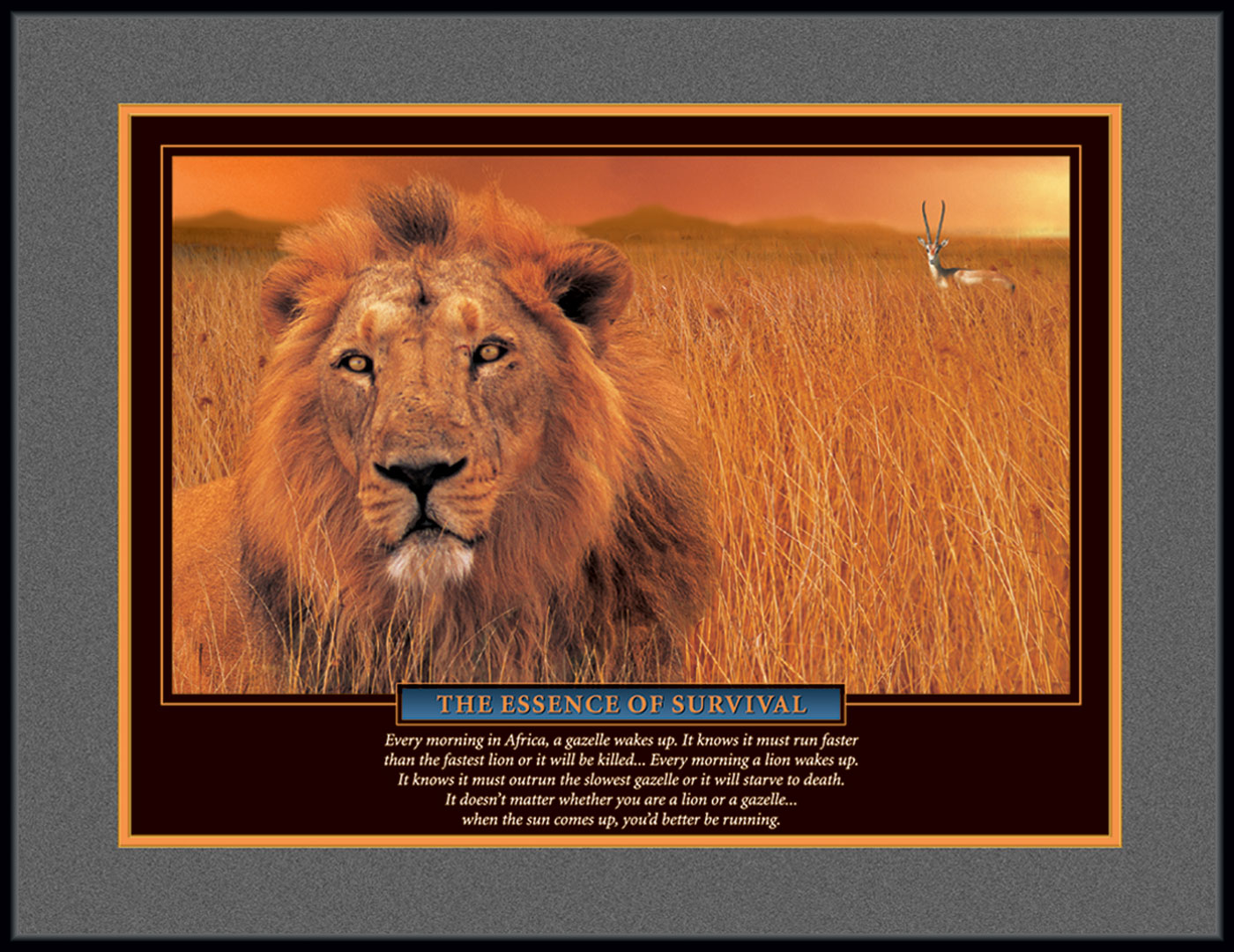 Плакат доброе утро Африка. Лев Альт. Lion Gazella. Газель и Лев картинки.