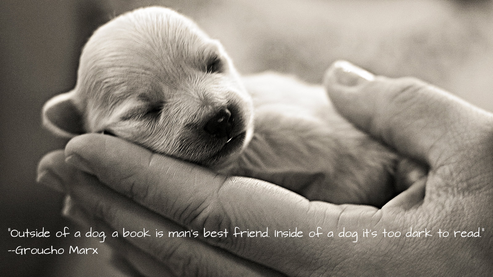 My Dog Died Quotes QuotesGram