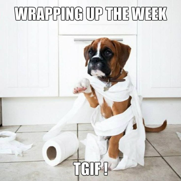 Featured image of post Happy Friday Funny - Good morning and happy friday #happyfriday pic.twitter.com/z0liwcstnl.