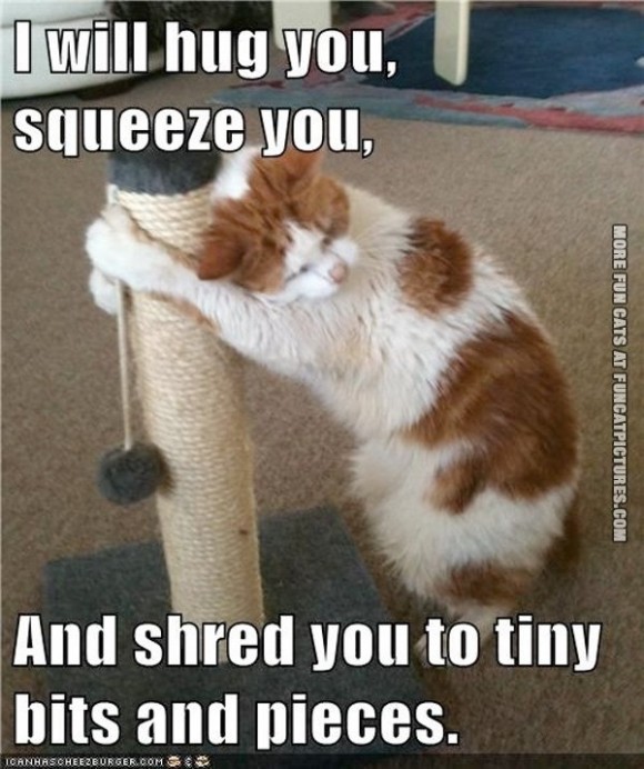 Funny Cat Lover Quotes QuotesGram