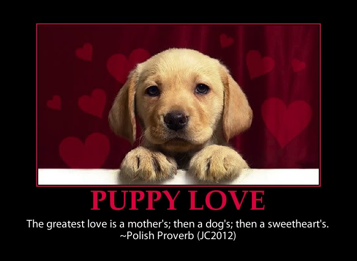 Puppy Love Quotes QuotesGram