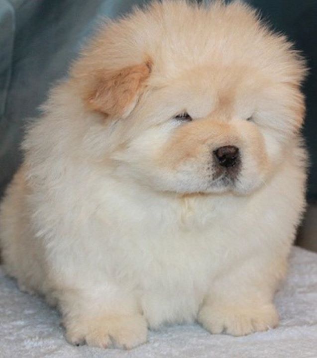 cream chow chow puppies
