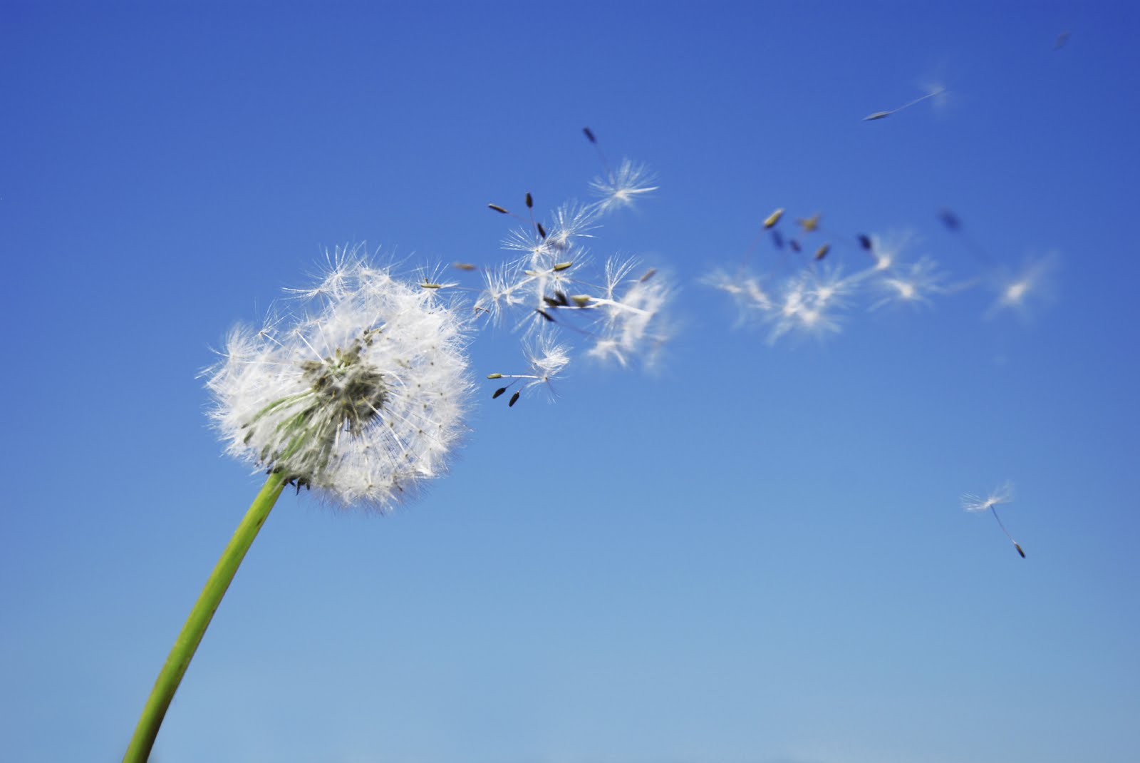 Blowing In The Wind Quotes. QuotesGram