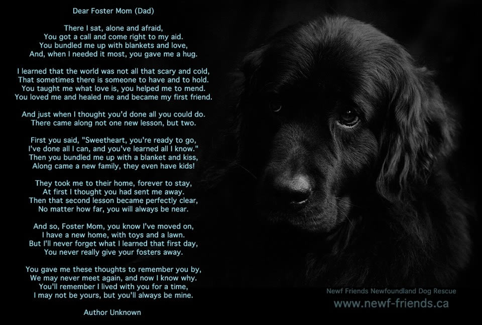 Alice has a big black dog перевод. Foster Dog. Poems about Dogs. Foster Alone. My Dog poem.